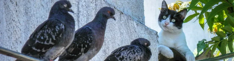Einsatz für Tiere e.V. Header