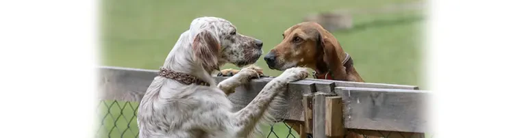 Hundehilfe Mariechen e.V. Header