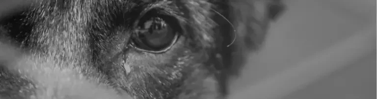 Umbra Canis - Gemeinsam stark für all(t)e Hundeseelen e.V. Header