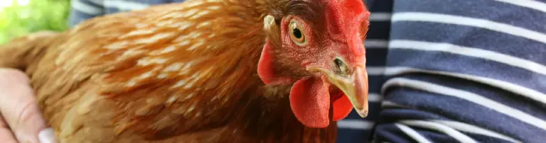 Tierisch GUT interagieren e.V. Header