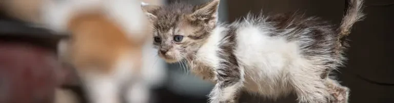 Hand in Hand for Animals-Happiness on 4 Paws e.V. Header
