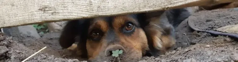 BALU- Brandenburger Hilfe für rumänische Streuner e.V. Header