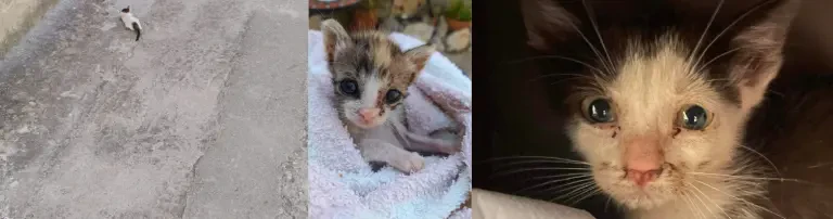 MayaCat Rescue e.V. Header