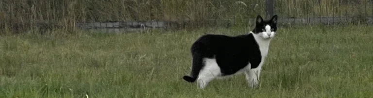 Katzenland e.V. Header