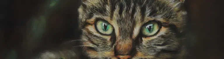 Kölner Katzenschutz Initiative e.V. Header