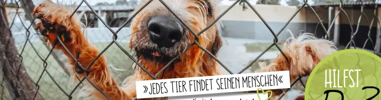 Tierisch Grenzenlos e.V. Header