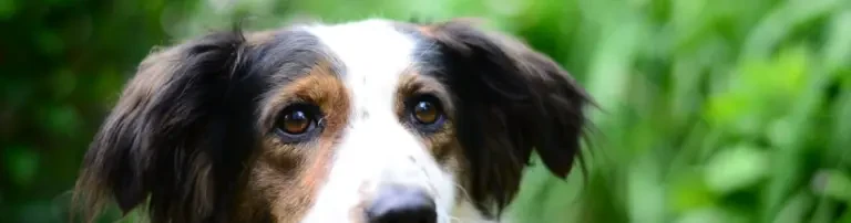 Tierschutzverein Brandenburg an der Havel e.V. Header
