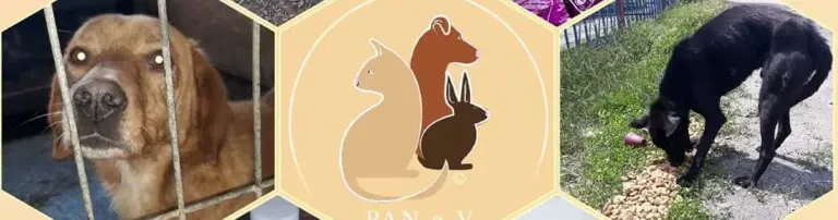 PAN-Protect animals in need e.V. Header