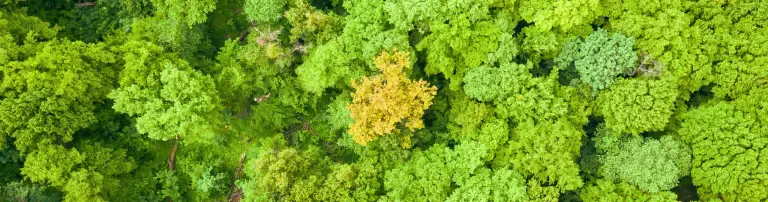 Wilde Wälder gGmbH Header