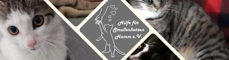 Hilfe für Strassenkatzen Hamm e.V. Header
