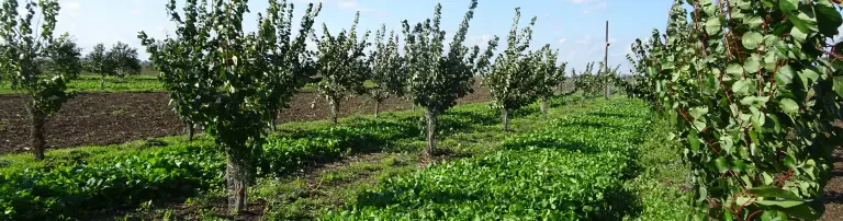 Deutscher Fachverband für Agroforstwirtschaft (DeFAF) e.V. Header