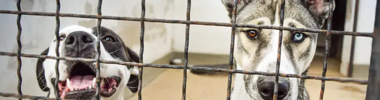 Tierschutzverein Ungarische Hundeseelen Header
