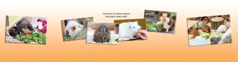 Lebensplatz für Meerschweinchen in Not n.e.V. Header