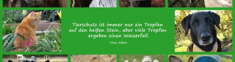 Tierschutzverein Friedland und Umgebung e. V. Header