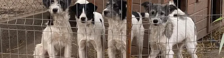 Happy Roman Dogs e.V. Header