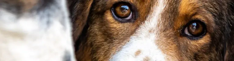 Hands4Animals e.V. Header