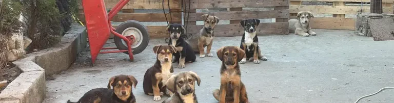 Bulgarien Strassenhunde e.V. Header