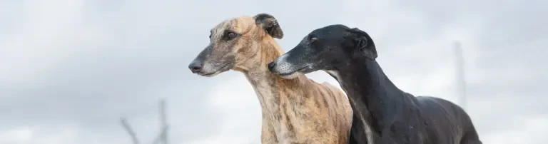 VETO Vereinigung europäischer Tierschutzorganisationen Header