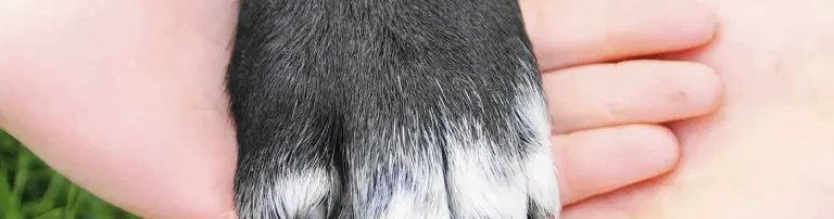 Tierschutzverein ohz Header