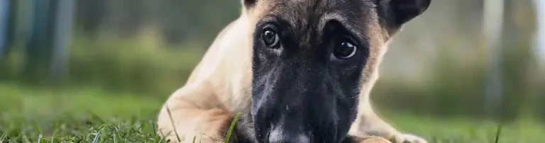 Dog Protection e.V. Header
