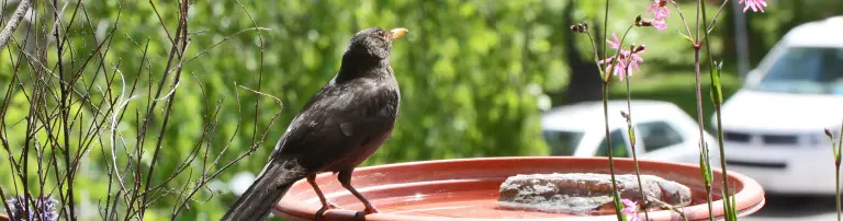 LBV - Landesbund für Vogel- und Naturschutz, Bezirksgeschäftsstelle Mittelfranken Header