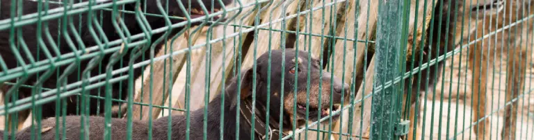 Tierfairliebt e.V. Header