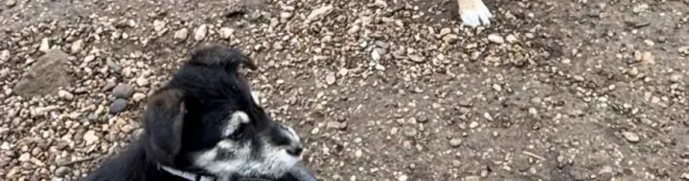 Tierschutz Deutschland und Bulgarien e.V Header
