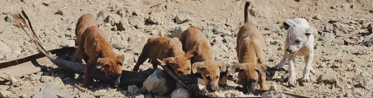 Lomdogs Europe - Tierschutz auf Lombok e.V. Header