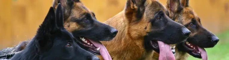 Verein für DEUTSCHE SCHÄFERHUNDE Weil am Rhein e.V. Header