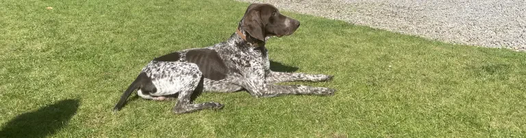 Deine Chance e.V. - Tiere fördern Header