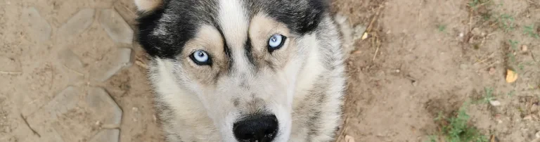 Tierisch Belzig e.V. Header