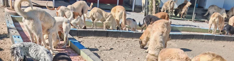 Tierschutzverein Candostlari - Beste Freunde n.e.V Header