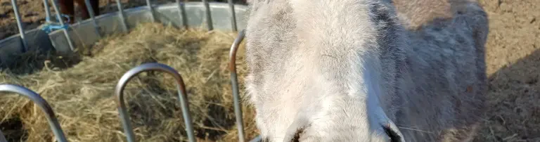 Garnsdorfer Tierfarm e.V. Header
