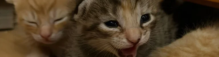 Die Heldenkatzen & Streuner e.V. Header