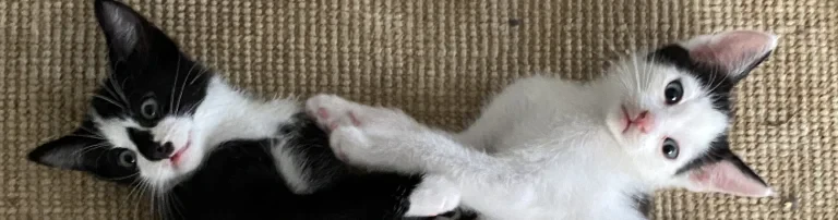 Mooncatsfamily Header