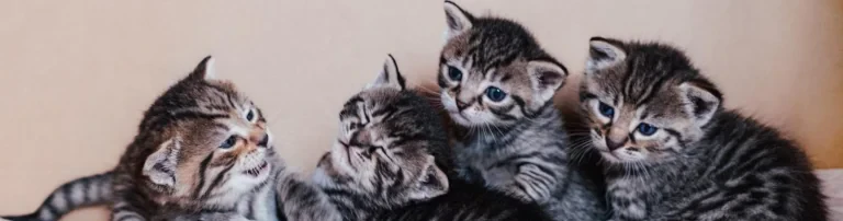 Pussy Kollektiv e.V. - Katzenschutz und Streunerhilfe Header