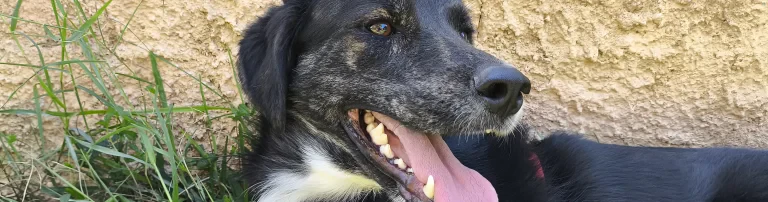 Nico4dogs e.V Header