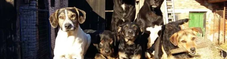 Aktiv für Hunde in Not e.V. Header