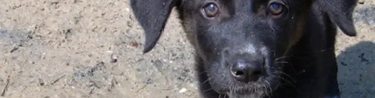 Tierhilfe Pro Hund aktiv e.V. Header