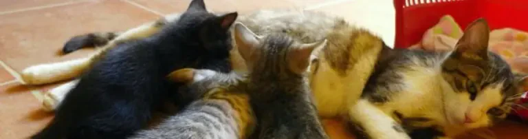 vergessene Katzen in Not Header