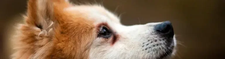 Tierschutzinitiative Haßberge e.V. Header