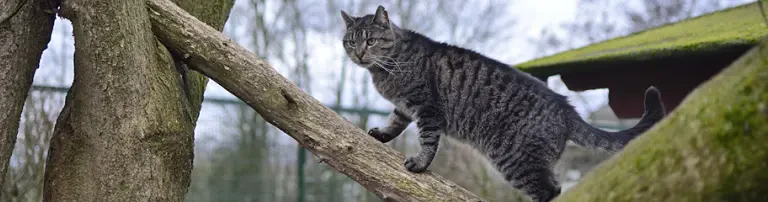 Tierheim Bad Salzuflen Header