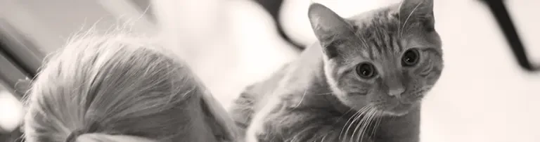Tierheimhelden gemeinnützige UG Header