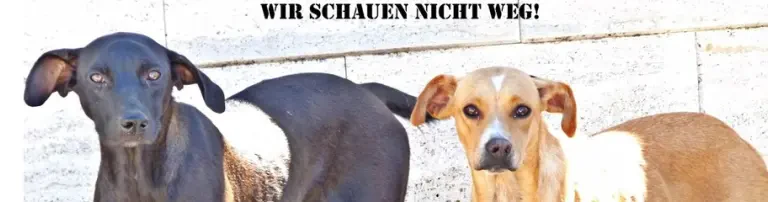 Hundehilfe Italien e.V. Header