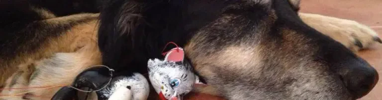 Verein für hilfebedürftige Tiere e.V. Header