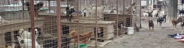 Helping Hands for Romanian Strays Header