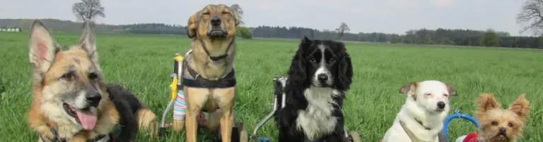 Tierschutzverein Scotty's Freunde e.V. Header