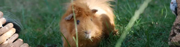 SOS Meerschweinchen e.V. Header