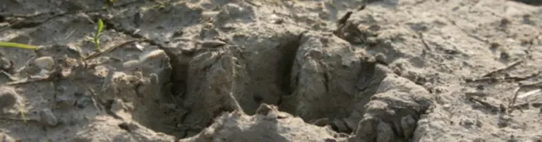 EU-Tierhilfe Treue Hundeseelen e.V. Header