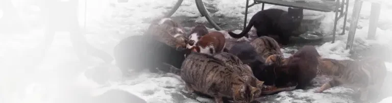 Katzen-Hilfe Uelzen e.V. Header